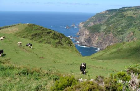 PR2FLO Lajedo – Fajã Grande - Mapas e GPS - Percurso Pedestre nas Flores - Trilhos dos Açores